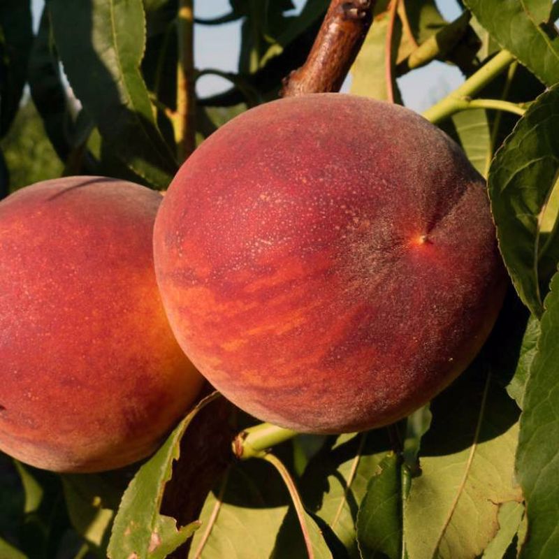‘Diamond Harrow’ Peach Tree - 5 Gallon Potted Tree