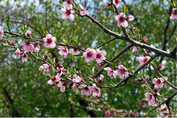 ‘Diamond Harrow’ Peach Tree - 5 Gallon Potted Tree