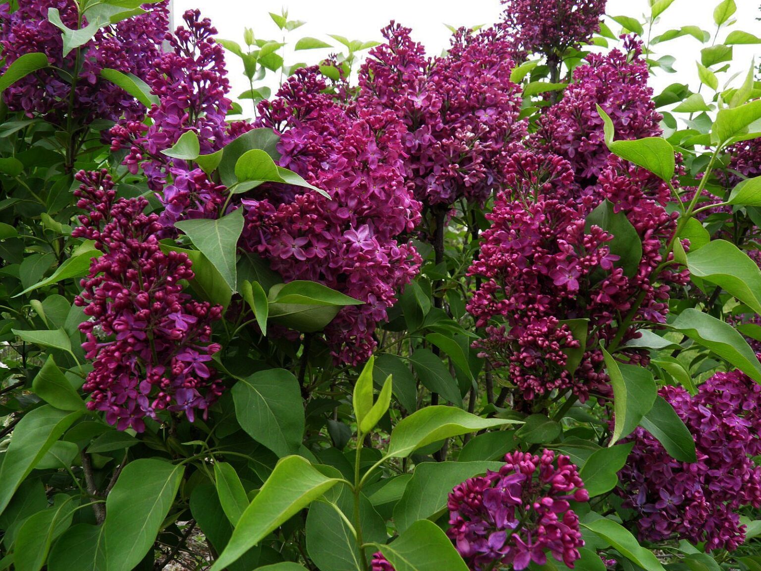 Syringa vulgaris - 'Monge' French Lilac - 2 Gallon Potted Shrub