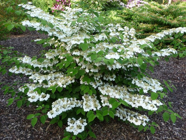 Doublefile Viburnum 'Mariesii' - 2 Gallon Potted Shrub
