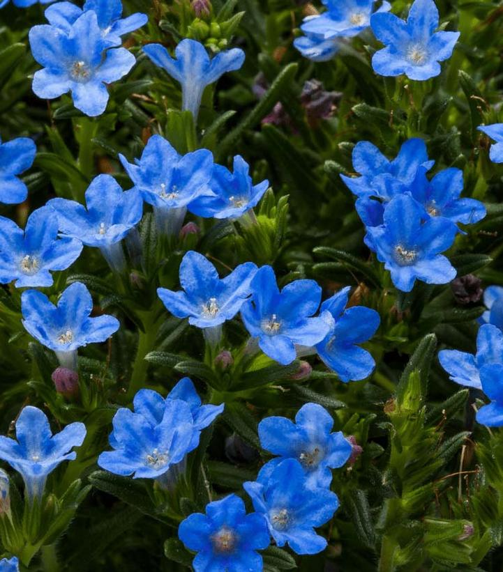 Tidepool™ Sky Blue Lithodora - 1 Gallon Potted Perennial