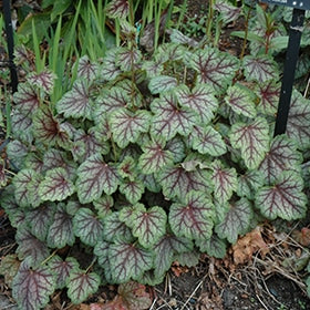 Green Spice Coral Bells – 1 Gallon Potted Perennial