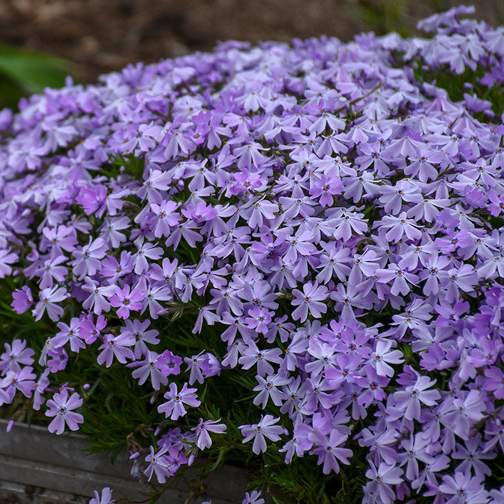 'Emerald Blue' Creeping Phlox - 1 Gallon Potted Perennial