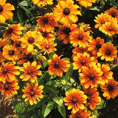 Rudbeckia hirta 'Rustic Dwarfs Mixed' - 1 Gallon Potted Perennial