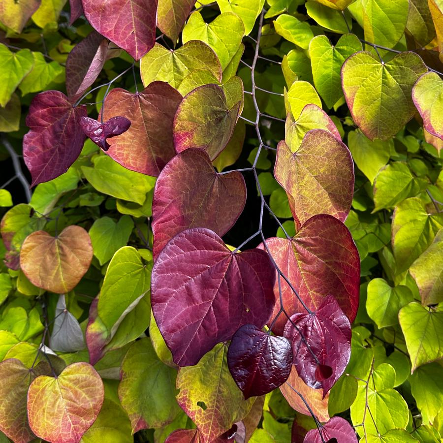 Cercis canadensis Flame Thrower (Eastern Redbud) - 7 Gallon Potted Tree