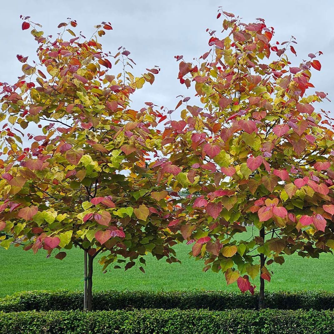 Cercis canadensis Flame Thrower (Eastern Redbud) - 7 Gallon Potted Tree