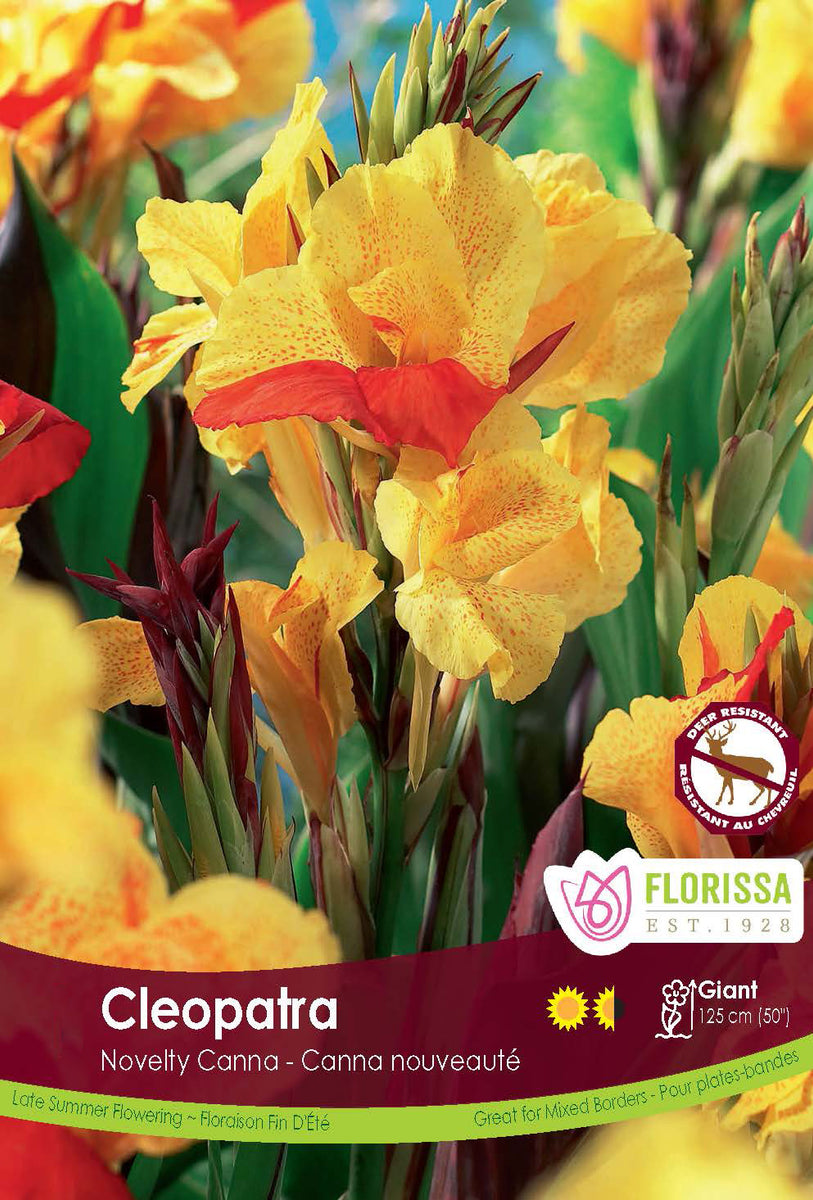 Cleopatra Variegated Leaf Canna - 1 Bulb/Pkg