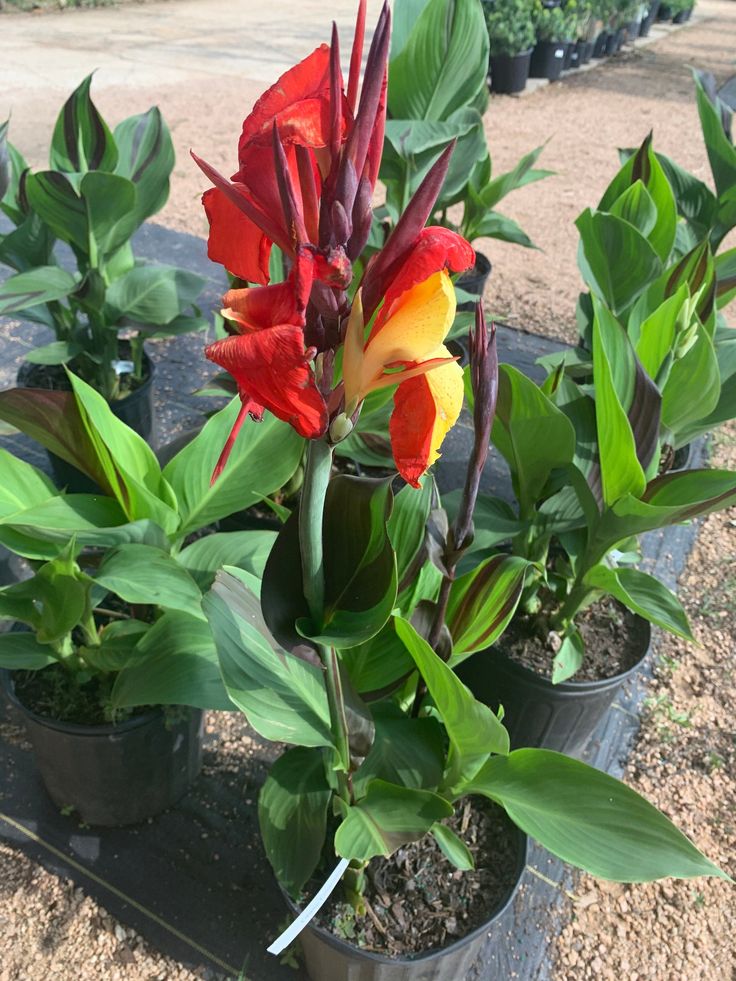 Cleopatra Variegated Leaf Canna - 1 Bulb/Pkg