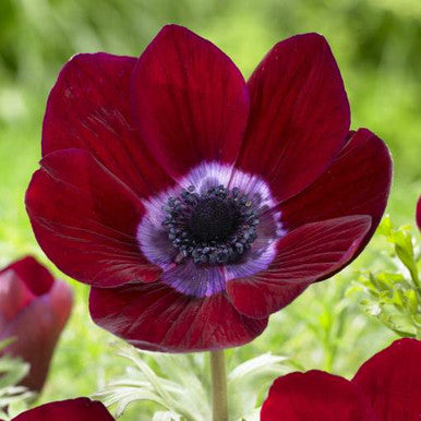 Anemone De Caen Bordeaux - 5 Bulb/Pkg