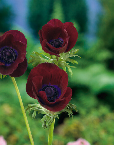 Anemone De Caen Bordeaux - 5 Bulb/Pkg