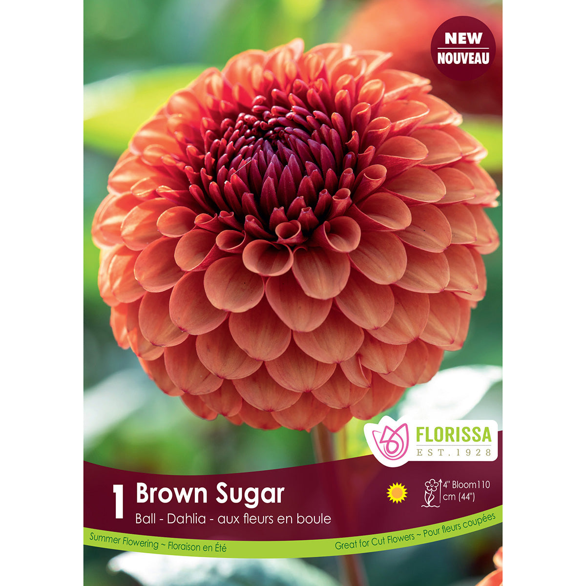 Dahlia Ball Brown Sugar Premium - 1 Bulb/Pkg