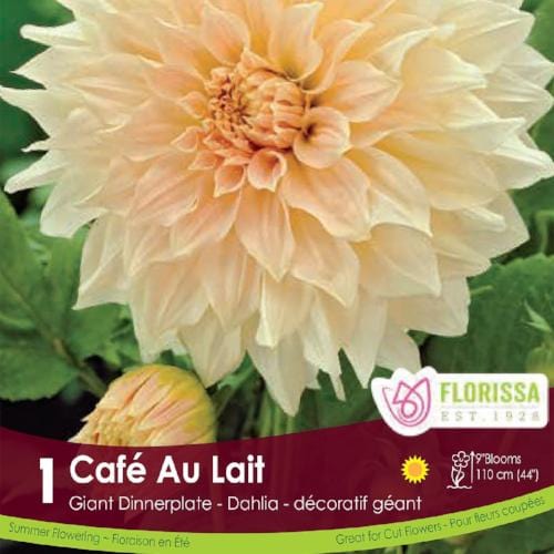 Florissa Dahlia - Café au Lait - 1 Bulb/Pkg
