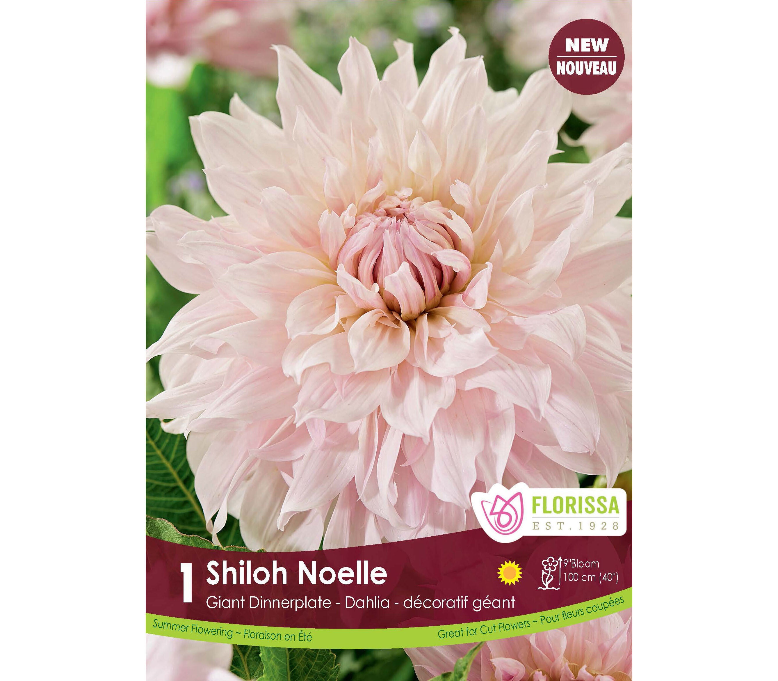 Florissa Dahlia (Dinnerplate) - Shiloh Noelle- 1 Bulb/Pkg