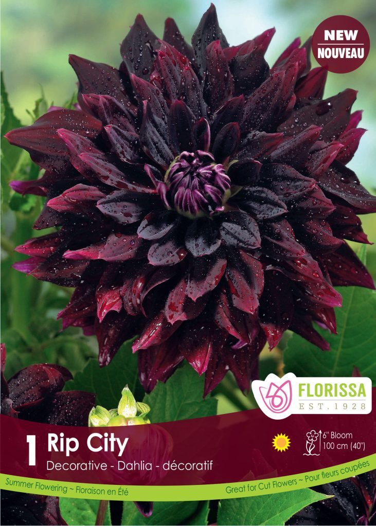 Florissa Dahlia 'Rip City' -  1 Bulb/Pkg