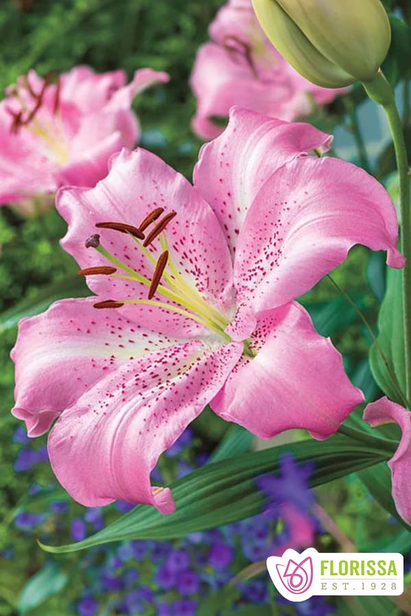 Florissa Oriental Lily Josephine - 1 Bulb/Pkg