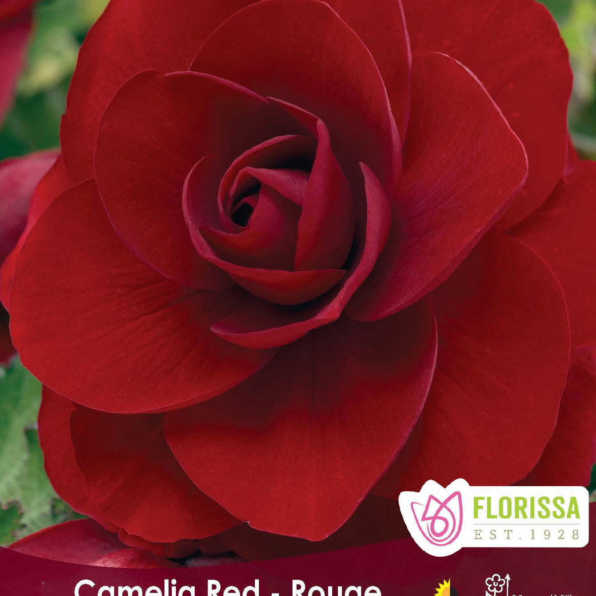 Florissa Begonia Double Camellia Red - 1 Bulb/Pkg
