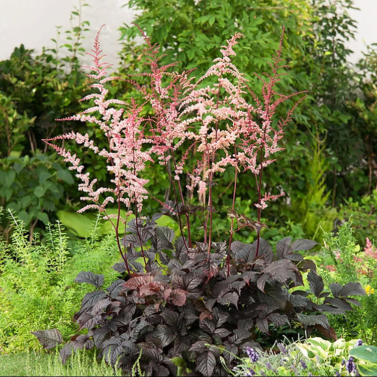 Astilbe 'Chocolate Shogun' - 1 Gallon Potted Perennial