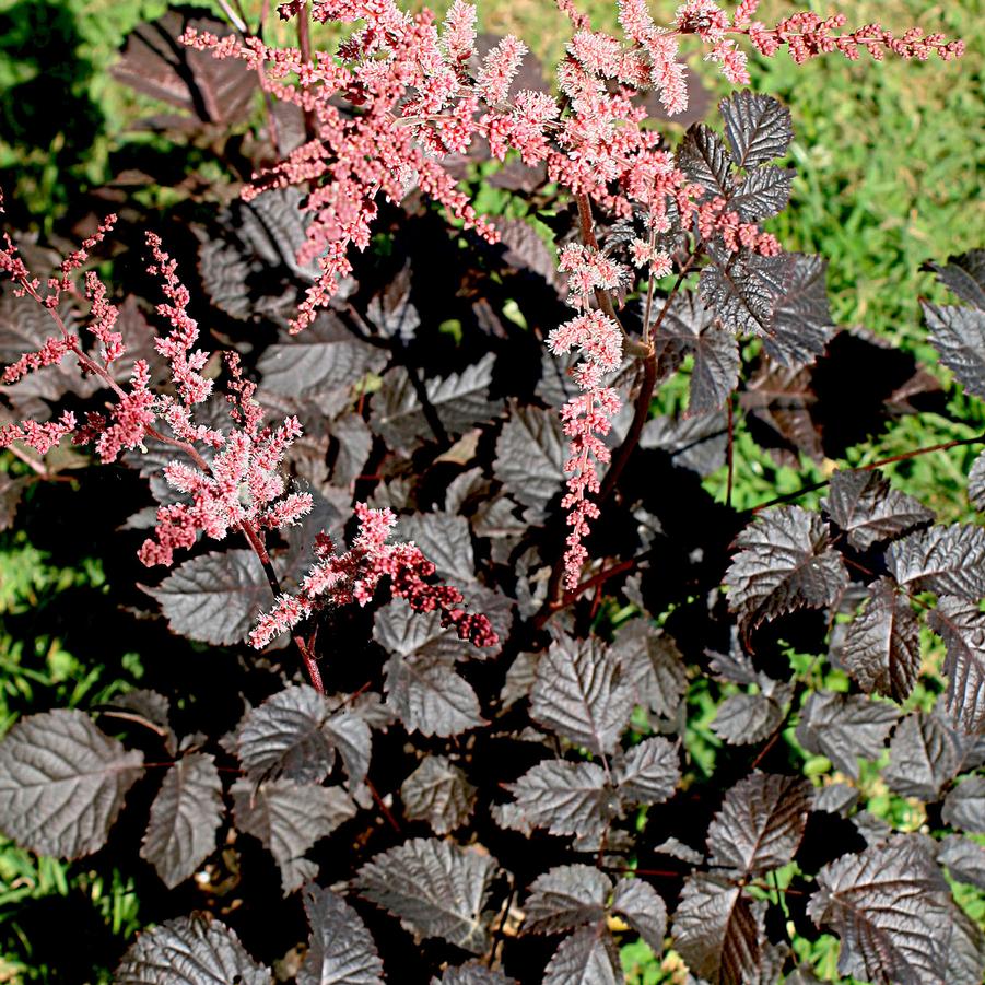 Astilbe 'Chocolate Shogun' - 1 Gallon Potted Perennial