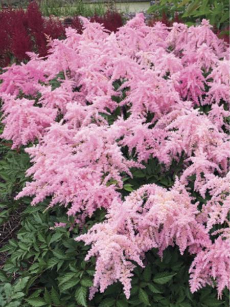 Astilbe chinensis 'Fireworks Pink' - 1 Gallon Potted Perennial