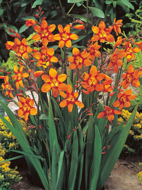 Crocosmia x crocosmiiflora ‘Emily MacKenzie’ - 1 Gallon Potted Perennial