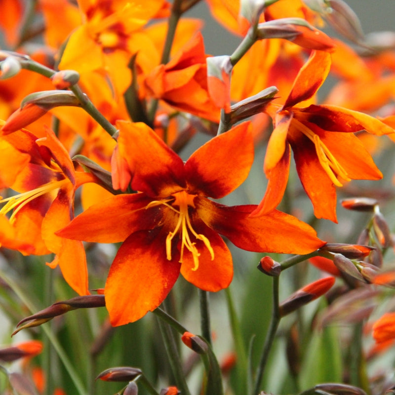 Crocosmia x crocosmiiflora ‘Emily MacKenzie’ - 1 Gallon Potted Perennial