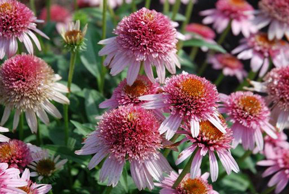 Butterfly Kisses Coneflower (Echinacea) - 1 Gallon Potted Perennial