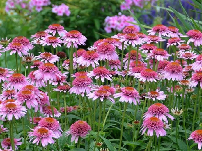 Butterfly Kisses Coneflower (Echinacea) - 1 Gallon Potted Perennial
