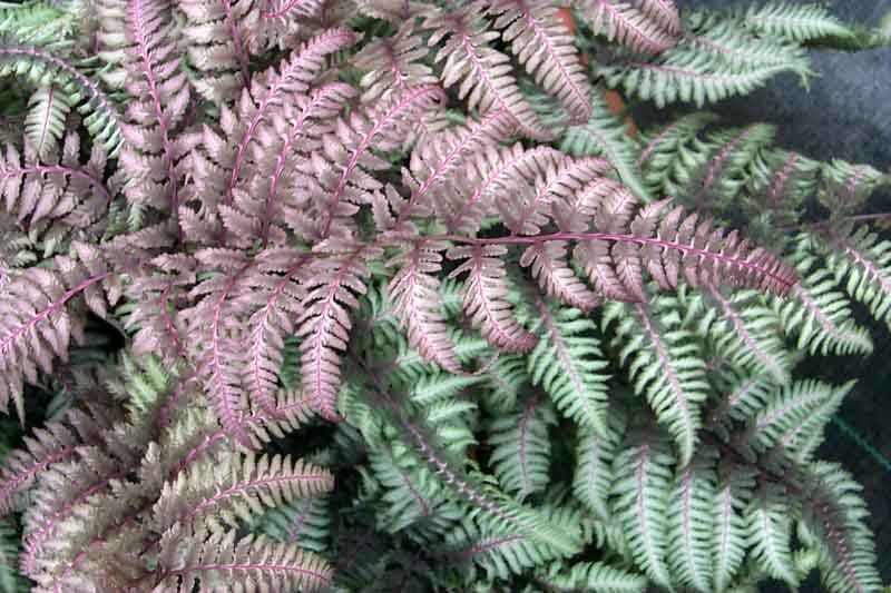 Burgundy Lace Japanese Painted Fern - 1 Gallon Potted Fern