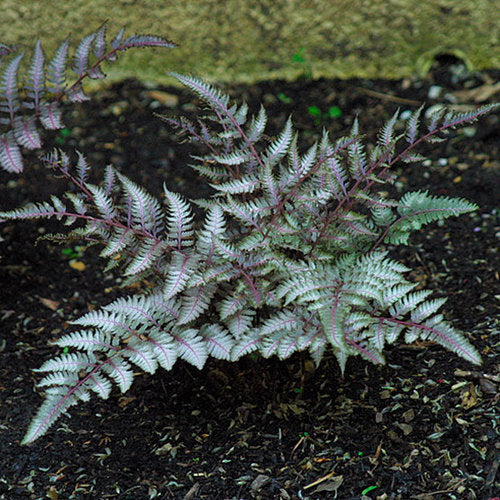 Burgundy Lace Japanese Painted Fern - 1 Gallon Potted Fern