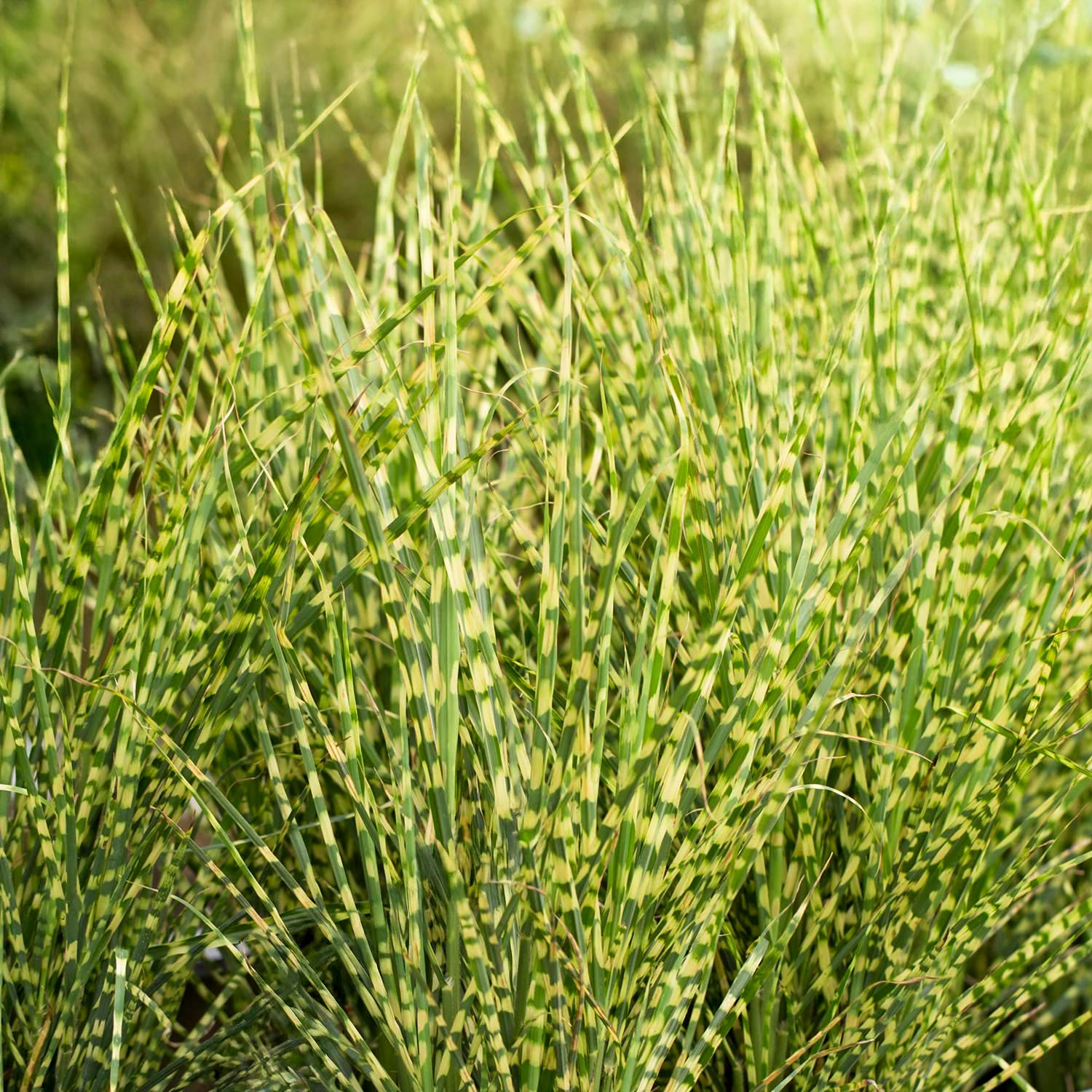 Miscanthus sinensis ‘Gold Bar’ (Dwarf Porcupine Grass - 1 Gallon Potted Grass
