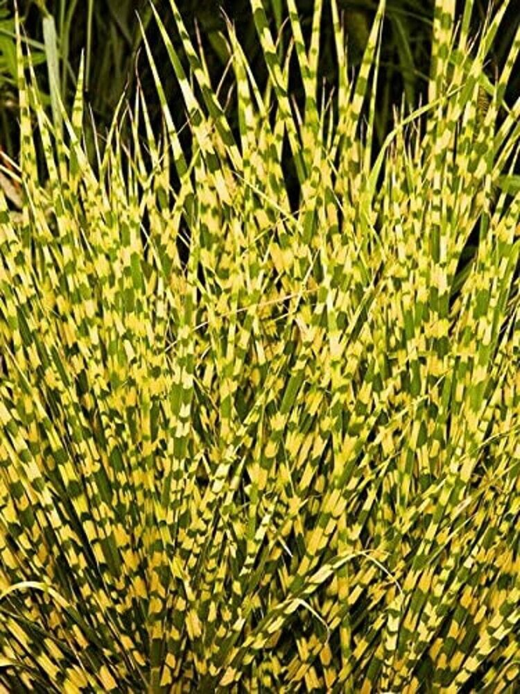 Miscanthus sinensis ‘Gold Bar’ (Dwarf Porcupine Grass - 1 Gallon Potted Grass