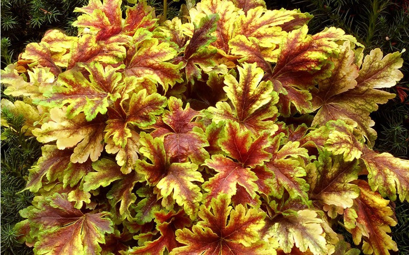 Heucherella 'Golden Zebra' (Foamy Bells) - 1 Gallon Potted Perennial