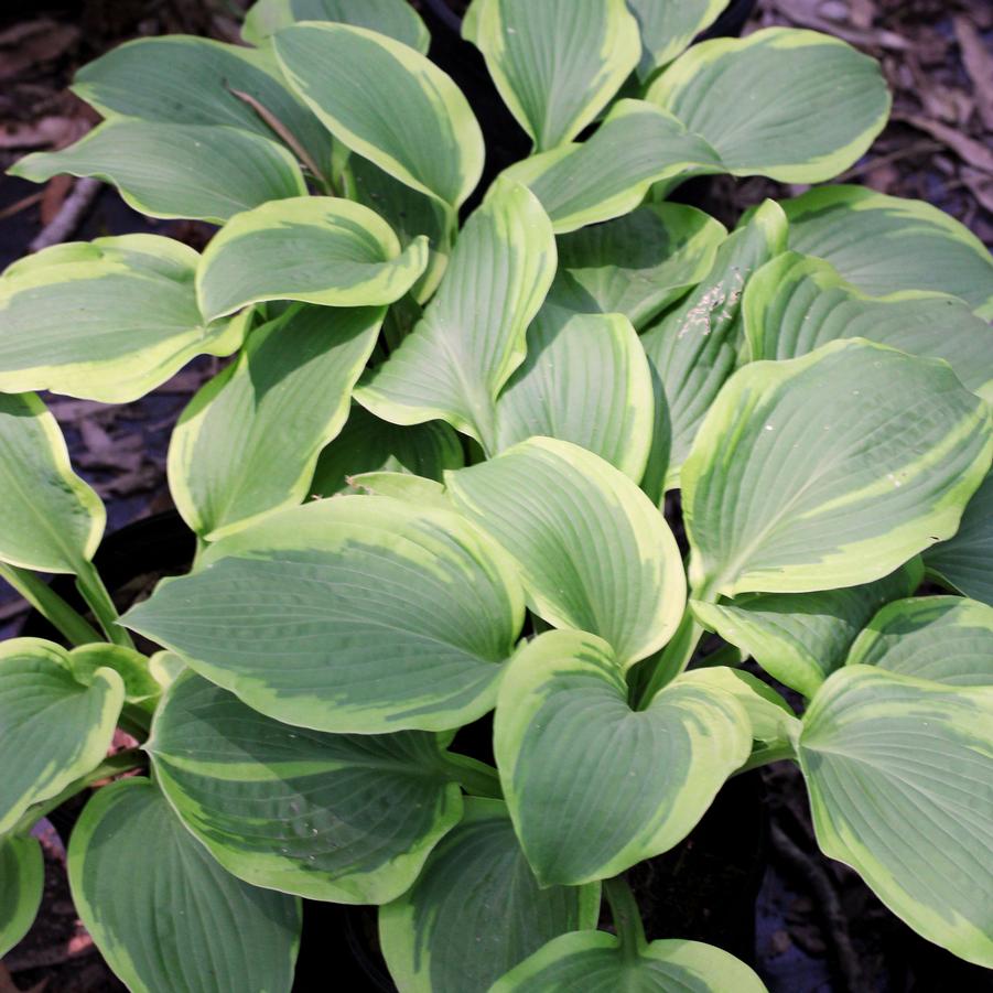 Hosta ‘Glad Rags’ - 1 Gallon Potted Perennial