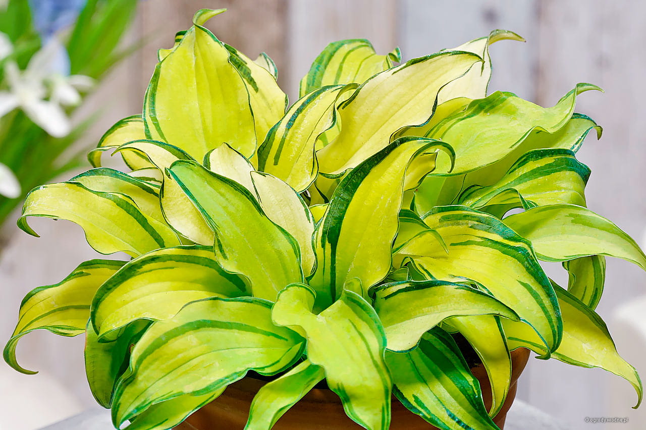 Hosta ‘Gravity Rocks’ - 1 Gallon Potted Perennial