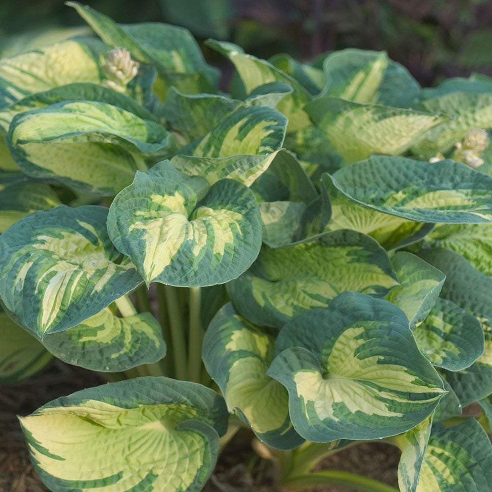 Great Expectations Hosta - 1 Gallon Potted Perennial