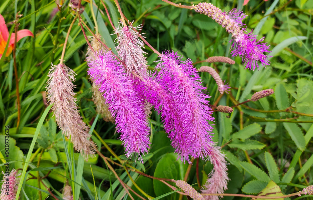 Sanguisorba obtusa (Japanese Burnet) - 1 Gallon Potted Perennial