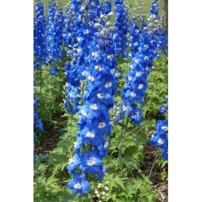 Delphinium elatum ‘Aurora Blue’ - 1 Gallon Potted Perennial