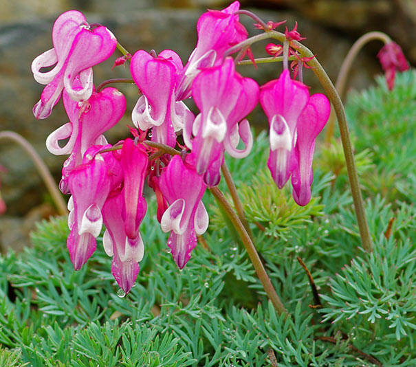 Luxuriant Bleeding Heart - 1 Gallon Potted Perennial