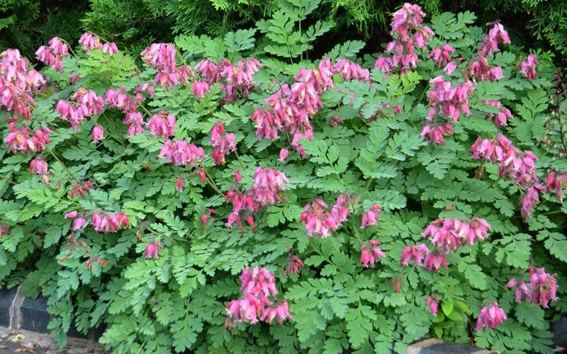 Luxuriant Bleeding Heart - 1 Gallon Potted Perennial