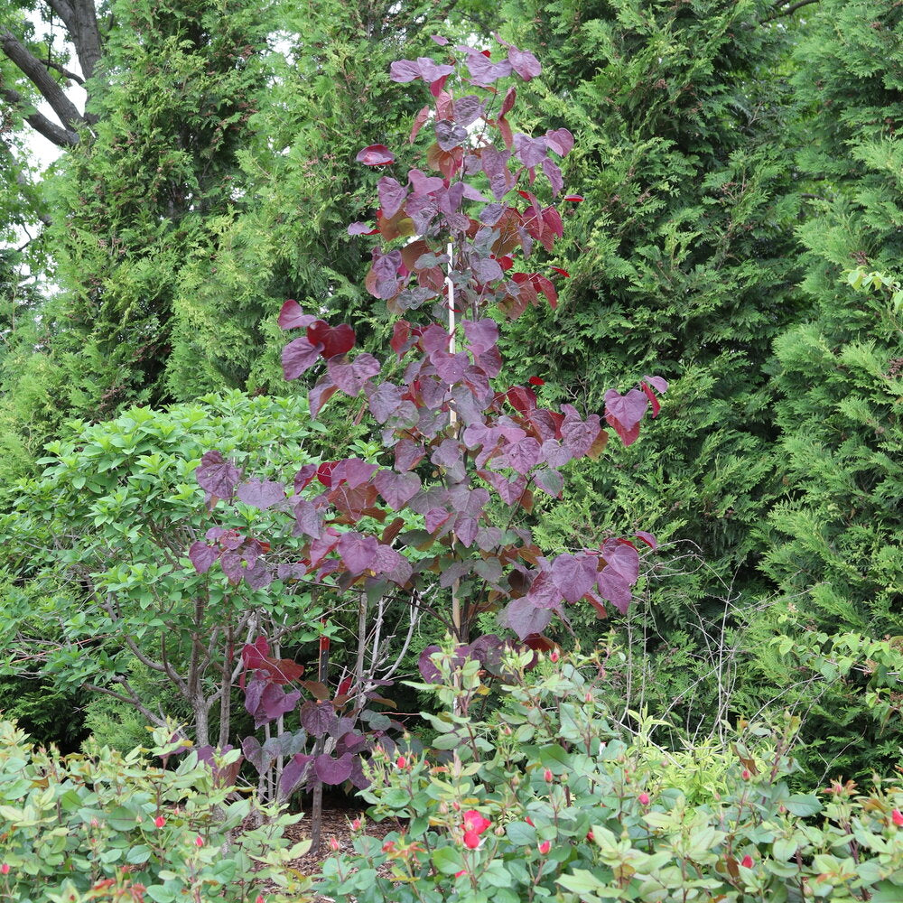 Midnight Express Redbud (Cercis canadensis) - 5 Gallon Potted Tree