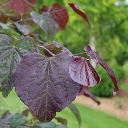 Midnight Express Redbud (Cercis canadensis) - 5 Gallon Potted Tree