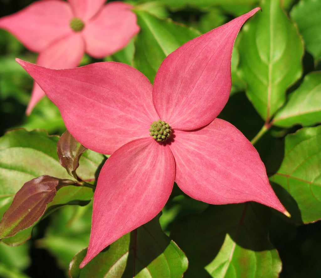 Cornus kousa Scarlet Fire (Kousa Dogwood) - 175cm - Potted Tree