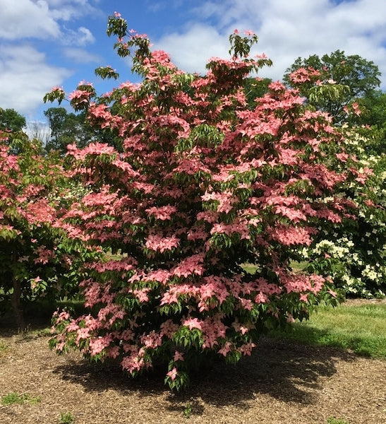 Cornus kousa Scarlet Fire (Kousa Dogwood) - 175cm - Potted Tree