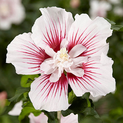 Hibiscus Starblast Chiffon Rose of Sharon - 5 Gallon Potted Shrub