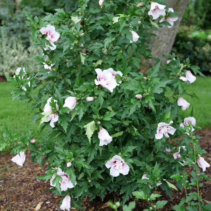 Hibiscus Starblast Chiffon Rose of Sharon - 5 Gallon Potted Shrub