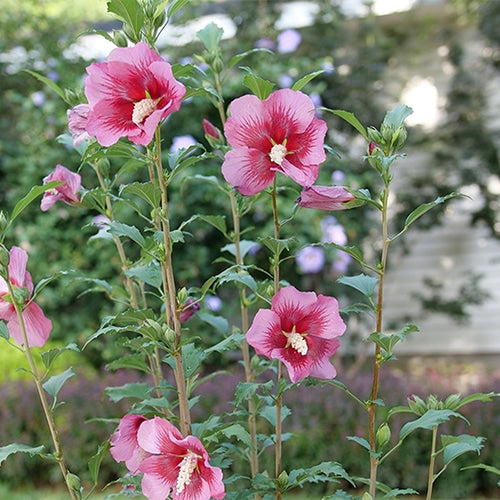 Hibiscus Syriacus Red Pillar -  5 Gallon Potted Shrub