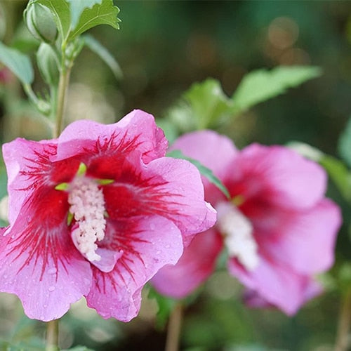 Hibiscus Syriacus Red Pillar -  5 Gallon Potted Shrub