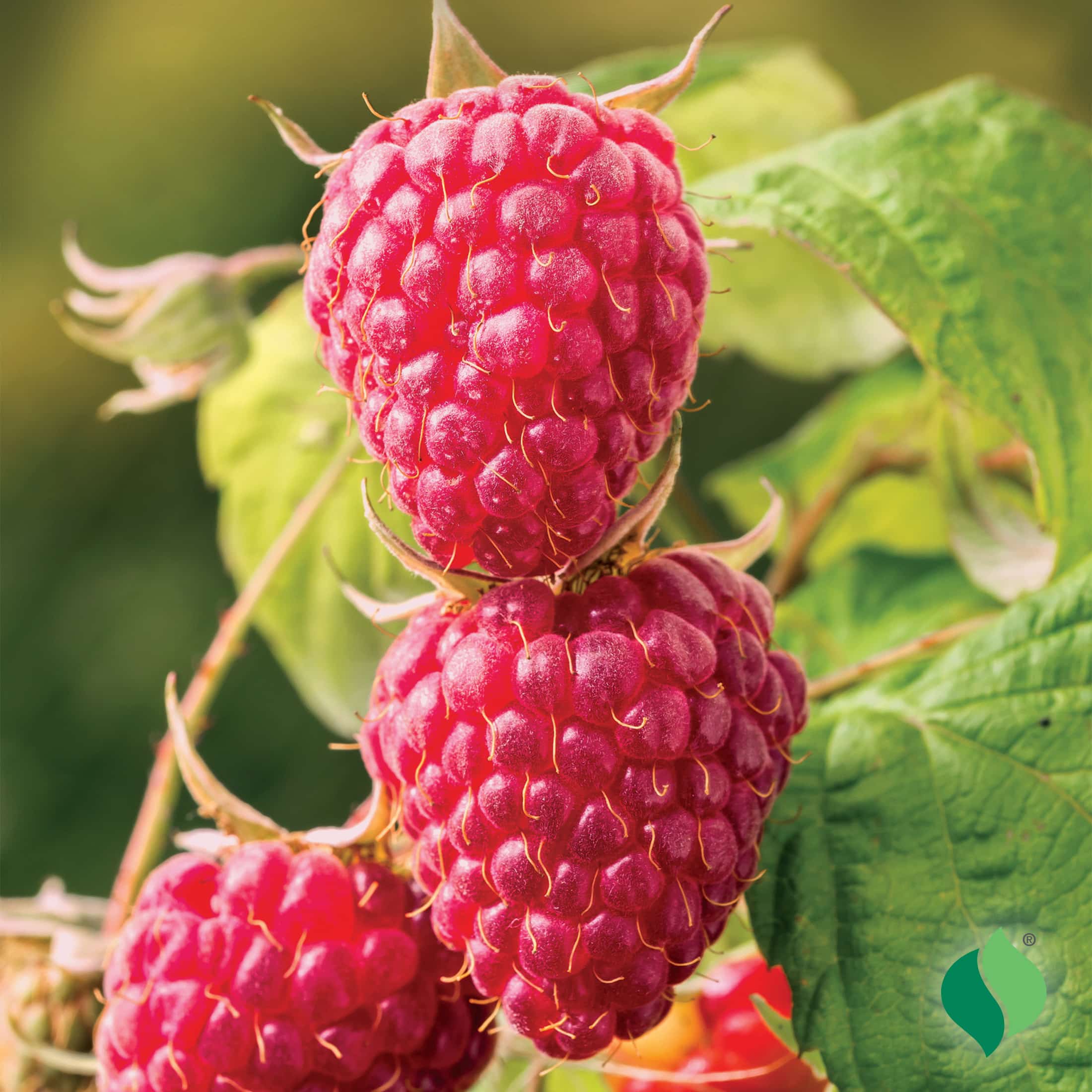 Rubus 'Latham' (Red Raspberry) - 1 Gallon Potted Shrub
