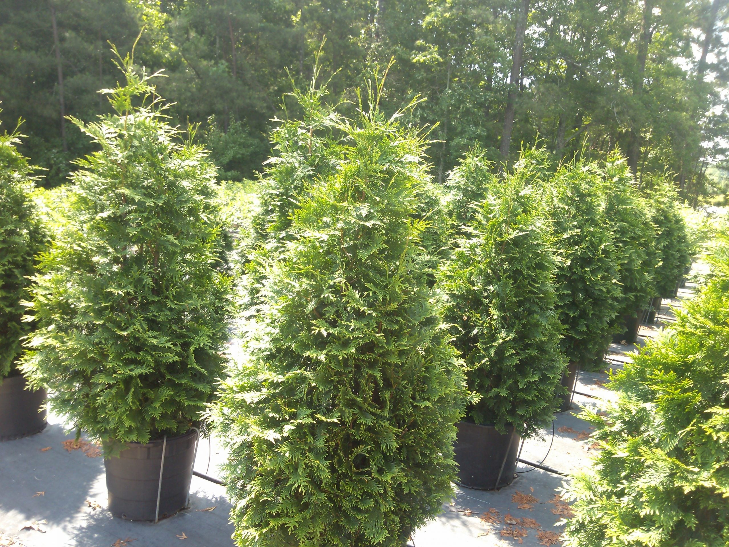 Green Giant Arborvitae  (Thuja 'Green Giant') - 175cm