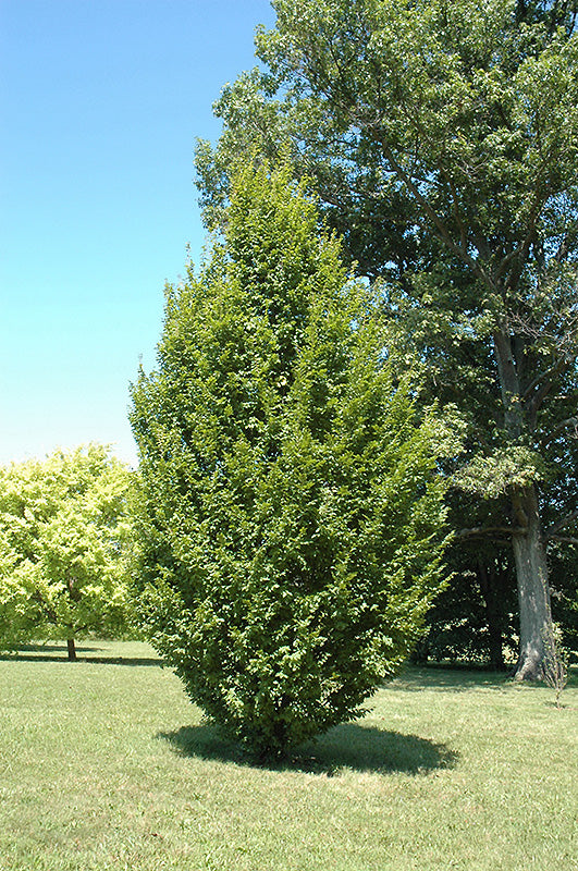 Frans Fontaine Hornbeam (Carpinus betulus 'Frans Fontaine') - 275cm